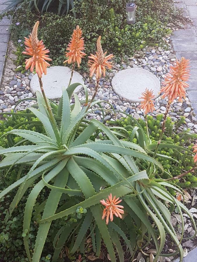 莫塞尔湾Aloe @ The Sea公寓 外观 照片